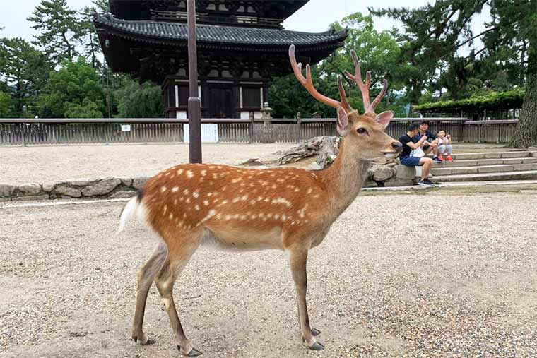 おすすめ奈良公園周遊コース！かわいい鹿たちやおいしいグルメに癒される楽天トラベル