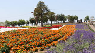 昭和レトロの旅 CMで一斉を風靡！ 今も人気の「ケンとメリーの木」ニッポン旅マガジン