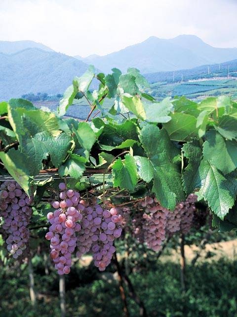 山梨県 勝沼ぶどう郷一古園