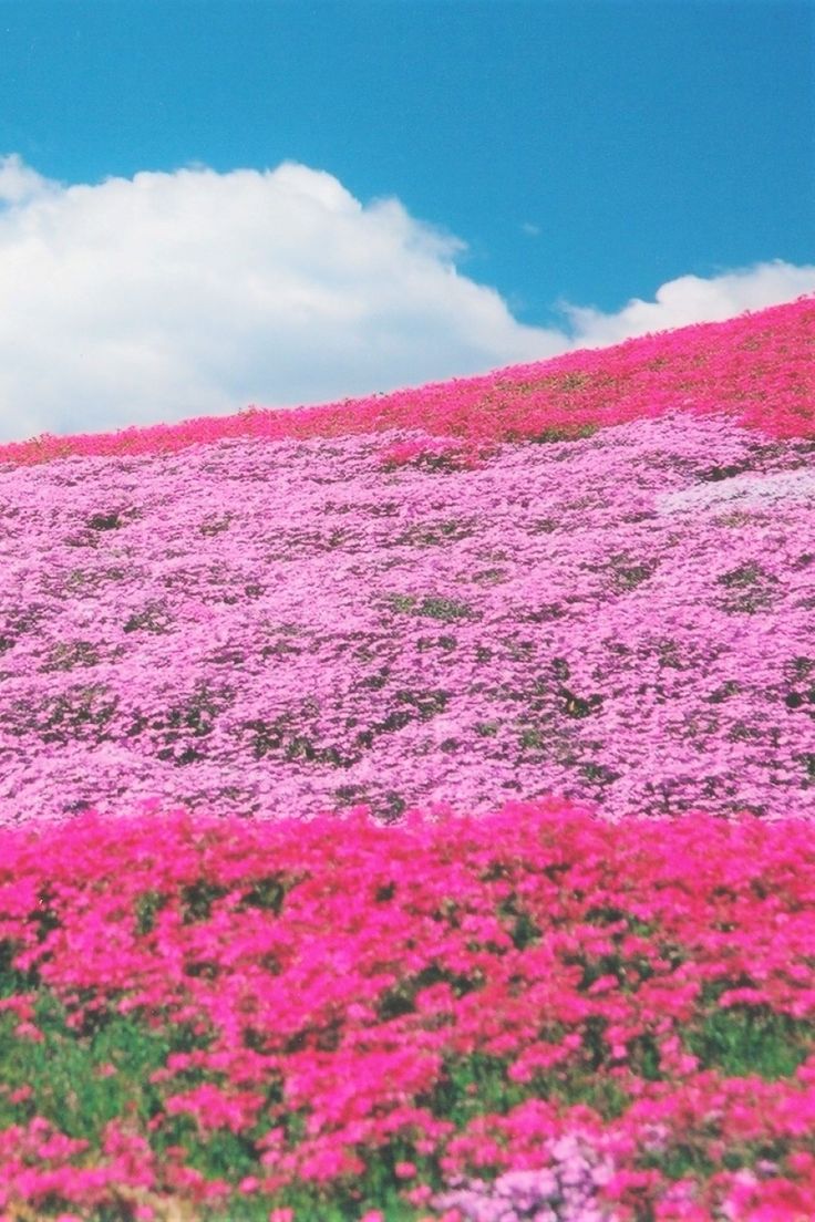 八王子山公園 太田市北部運動公園 の桜花見特集2025