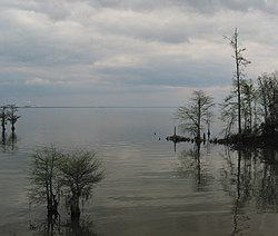 退職後 アメリカに行く話「ヤシの木の州」「サボテンの州」：植物由来の州ニックネームの話③ mohamoha21