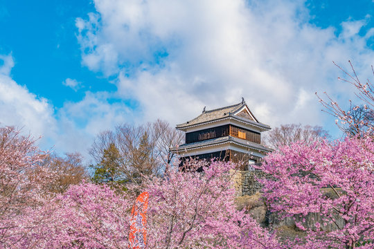 桜咲く上田城俯瞰 10247011020 の写真・イラスト素材アマナイメージズ