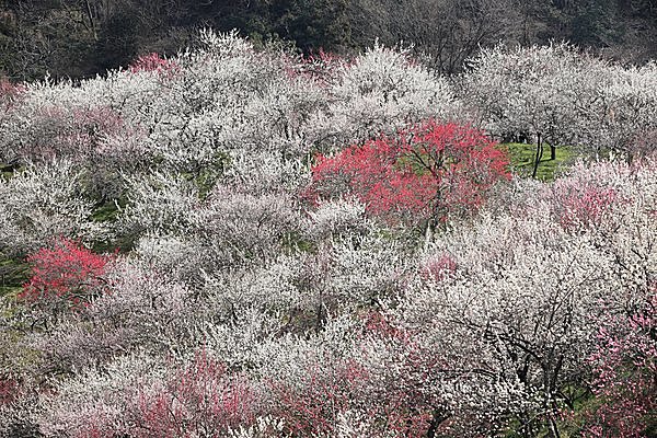 登山＆トレッキングと合わせて花観賞。付近に有名な梅園がある関東の山4選 季節・暮らしの話題 2024年01月09日- 日本気象協会