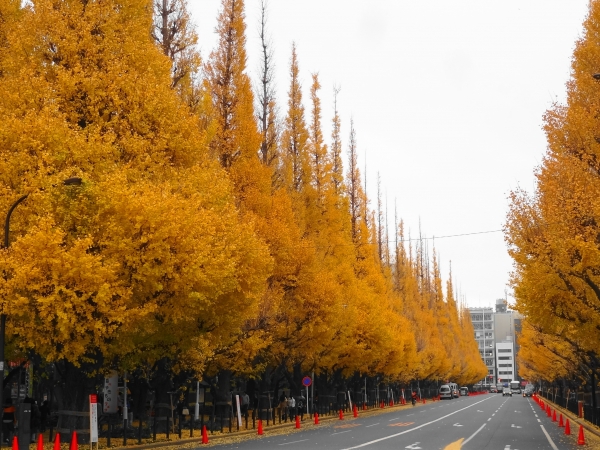 東京のイチョウ並木10選！見頃や2024年イベント情報もご紹介楽天トラベル