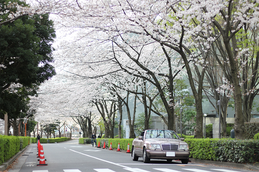 関東近郊のおすすめドライブスポット＆桜名所＆お花見スポット10選！CARPRIME カープライム