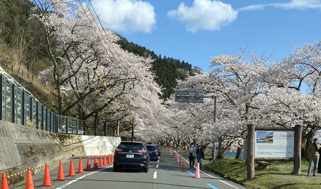 海津大崎の桜びわ湖高島観光ガイド