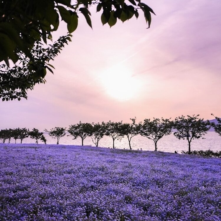 大阪まいしまシーサイドパーク の周辺スポット・アクセス・口コミ - Prism