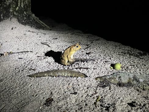 コペペ海岸 アソビュー！