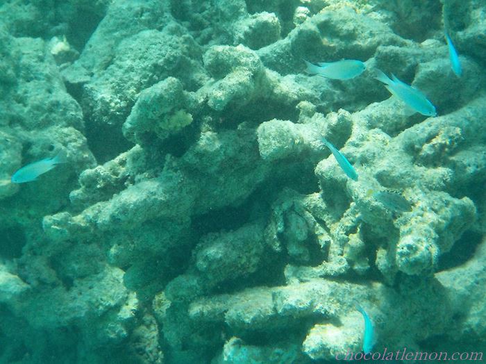 モルディブの服装は？2025 年のリアルなLemon8ユーザー体験