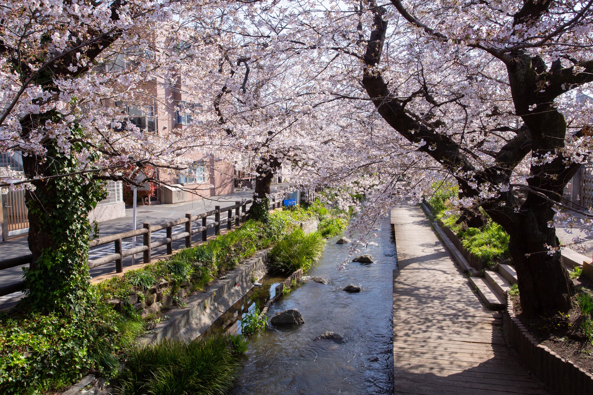 開花目前！多摩区の桜の名所と恒例イベントで春の訪れを満喫川崎市 多摩区のプレスリリース