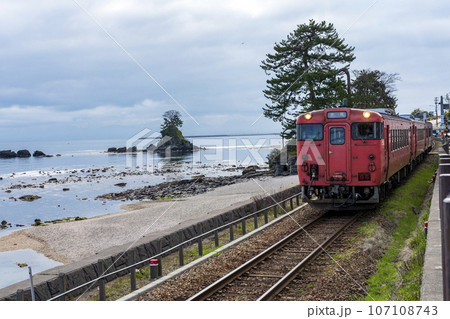 459 晴れの雨晴海岸 ローカル線とともに。ミヤコカエデ Miyako