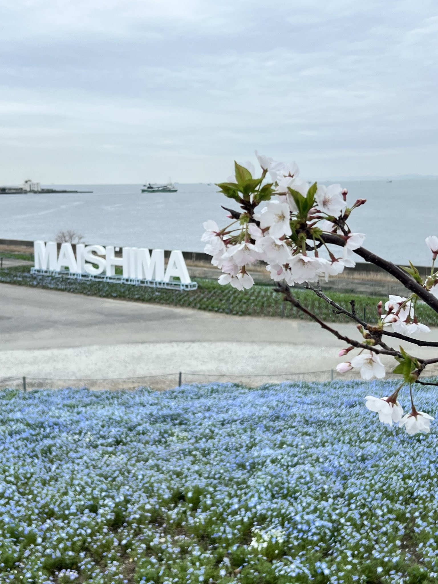 大阪まいしまシーサイドパーク ネモフィラ祭りの写真素材49946766- PIXTA