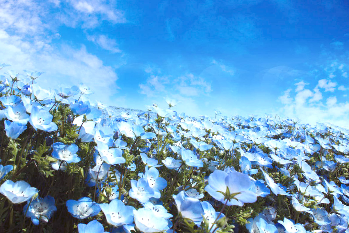 夕日に輝く大阪まいしまシーサイドパークのネモフィラ 大阪府205229454 の写真素材