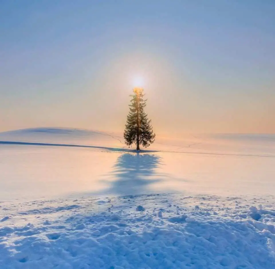 北海道旭山動物園&四季彩の丘&美瑛のクリスマスツリー&森の妖精テラス日帰りツアー 札幌発Klook
