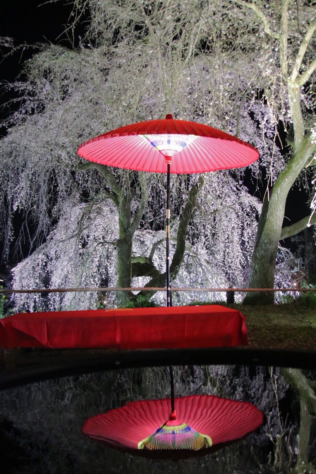 うきは市 しだれ桜「身延桜」 : 風にのって