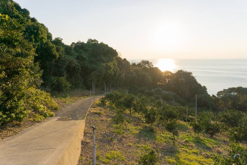 夕陽の見れる海 in 和歌山 観光スポット みかん街道