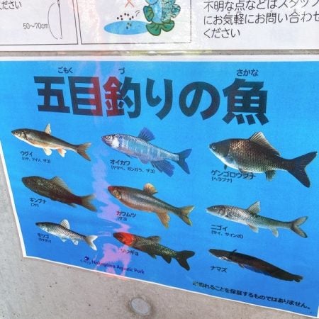 鮎よ、空高く舞い上がれ～那珂川鮎釣り～ Riverline