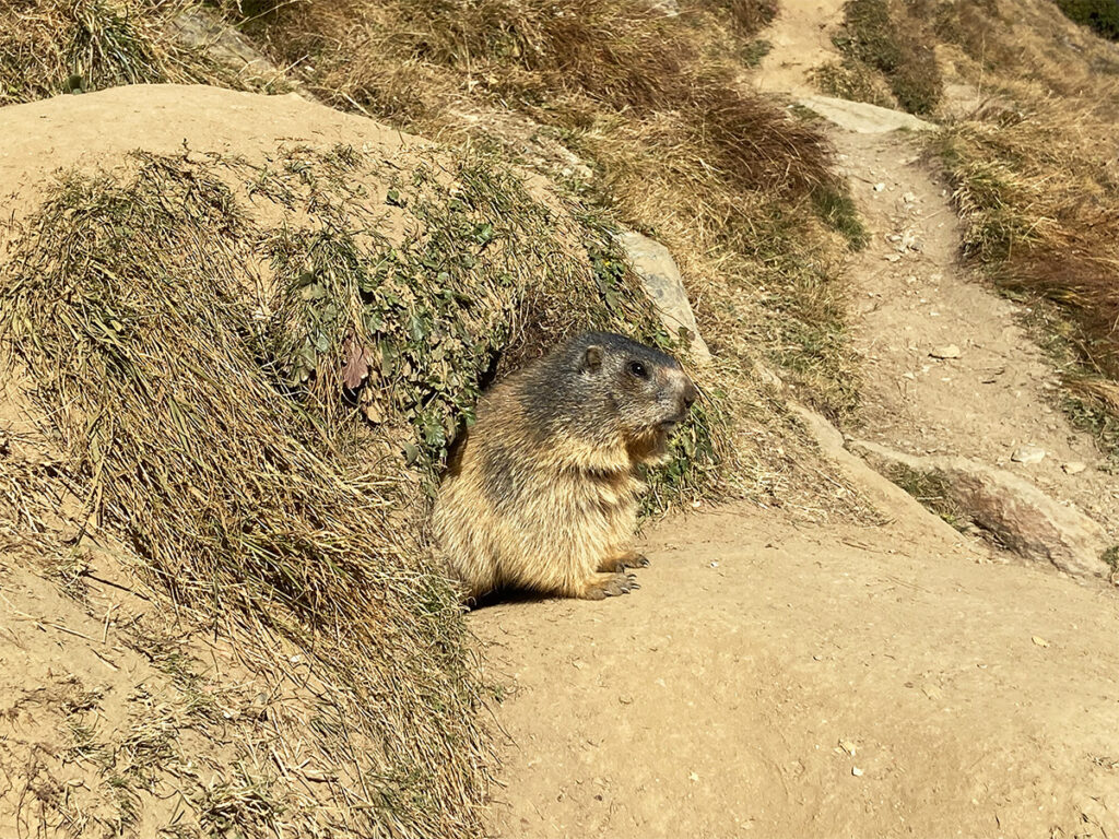 🇨🇭 会えるといいなぁと思っていたスイスに生息する ヴァレーブラックノーズシープ🐏🐏🐏ドイツ語でシュバルツナーゼお顔が真っ黒！よーーく近づいて見たらちゃんと目も鼻も🐑 世界でいちばん可愛い羊と言われているだけあり 人懐っこくて寄ってくるのがまるで犬