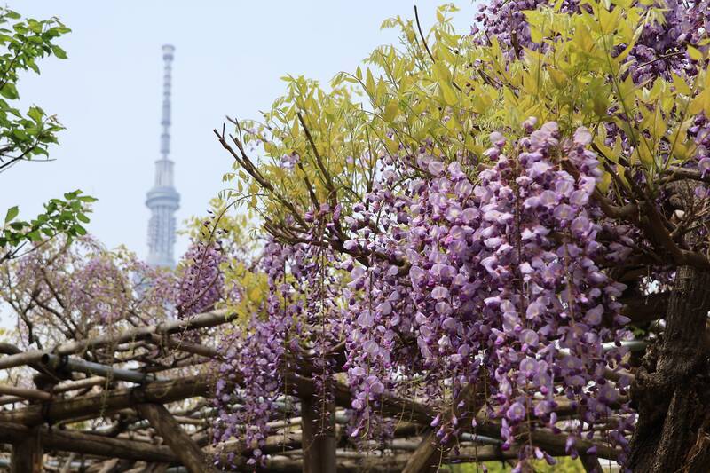 亀戸天神社藤の名所＆「太鼓橋」で知られる“絵になる”神社特集スルガ銀行 Dバンク支店