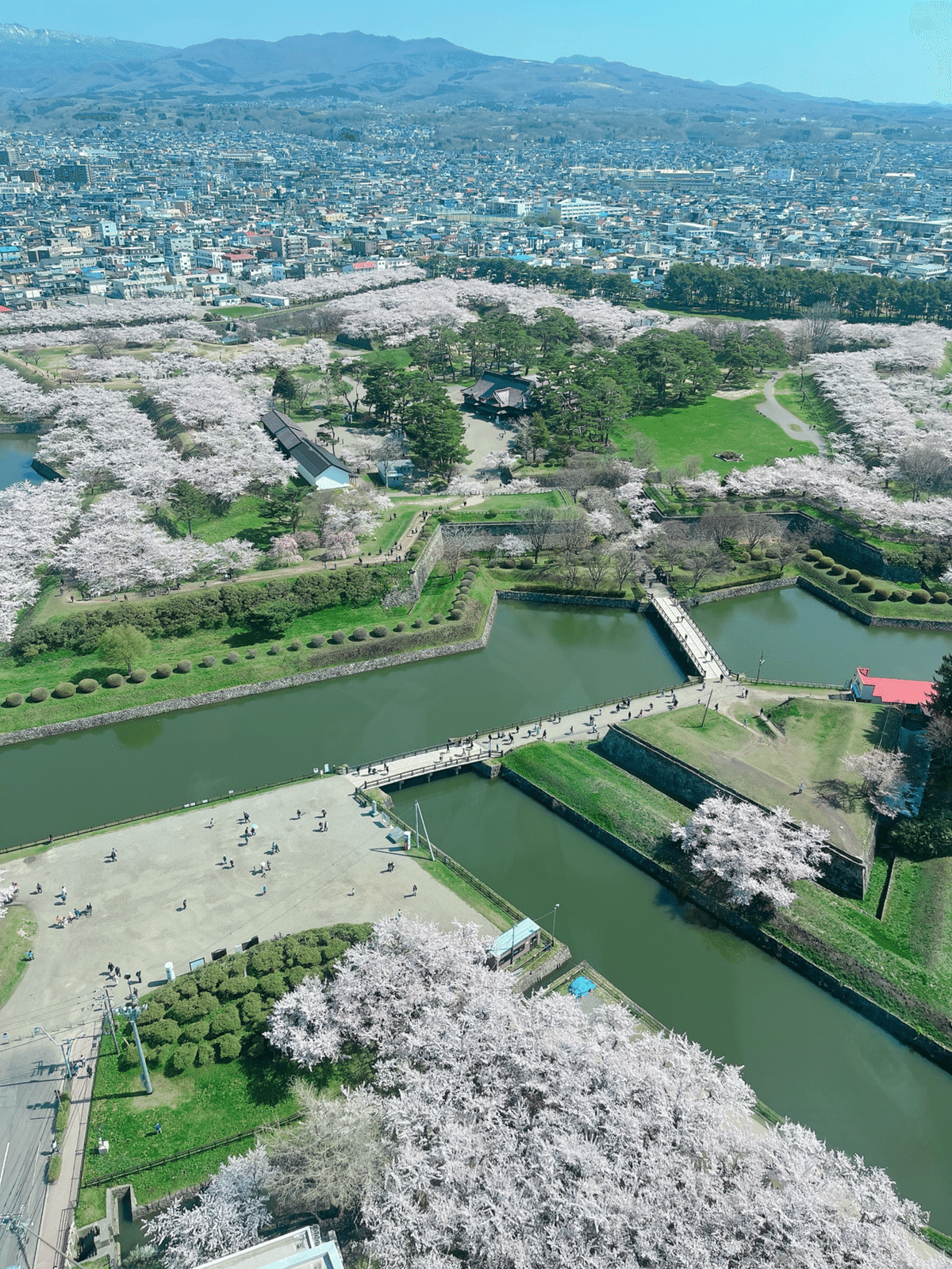 五稜郭公園 桜中心TikTok