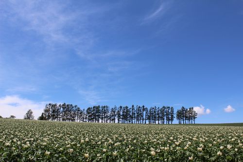 あまりにも美しすぎる風景美芸術作品のような丘の町・美瑛JTRIP Smart Magazine 北海道