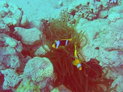 エジプトダハブ旅行！天気・行き方・ブルーホールフリーダイビングinsosaのブログ