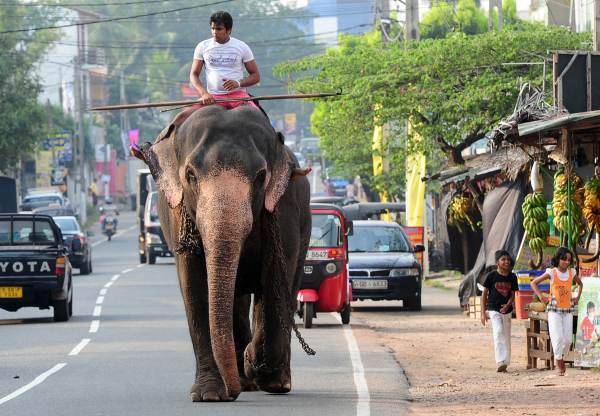 スリランカってどんな国？首都はどこ？人口と言語は？初海外でも安心な魅力と日本文化との違いスリランカ 旅行・観光ガイド・政府公認タクシーチャーターサービス