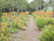 中川やしおフラワーパークのキャンプエリア詳細焚き火も可能な遊びの広場を紹介 – キャンプクエスト