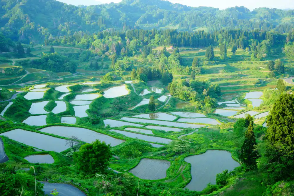 星峠の棚田」絶景シーズンを前にボランティアが環境整備 - 十日町タウン情報