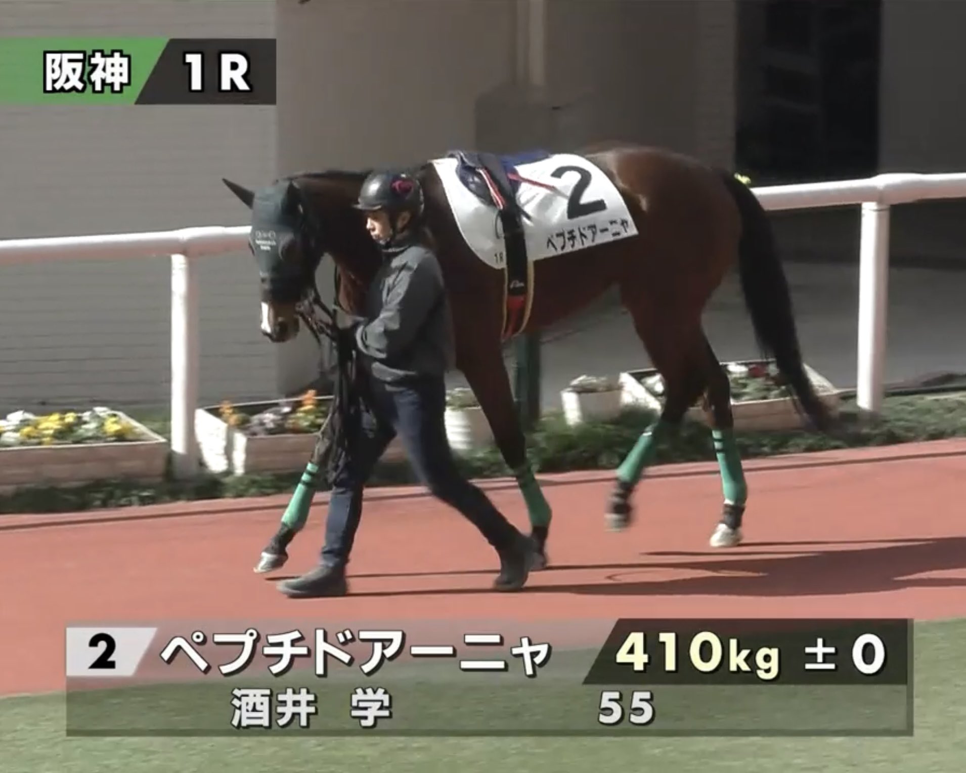 アーニャワクワク - 競走馬詳細