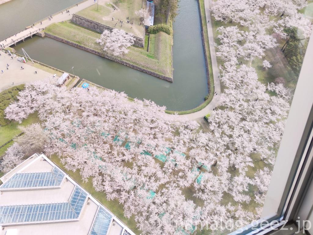 五稜郭公園の桜花見特集2025