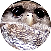 禽次郎」のYahoo!リアルタイム検索 - X 旧Twitter をリアルタイム検索