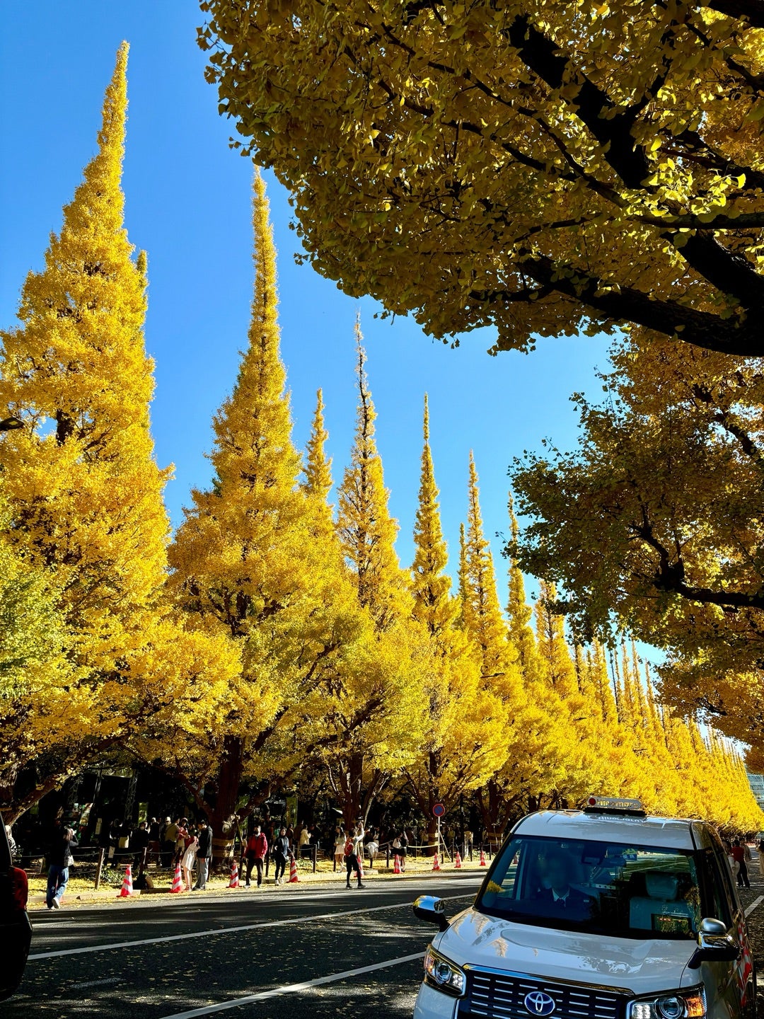 東京：神宮外苑のイチョウ並木～表参道～明治神宮』原宿 東京 の旅行記・ブログ