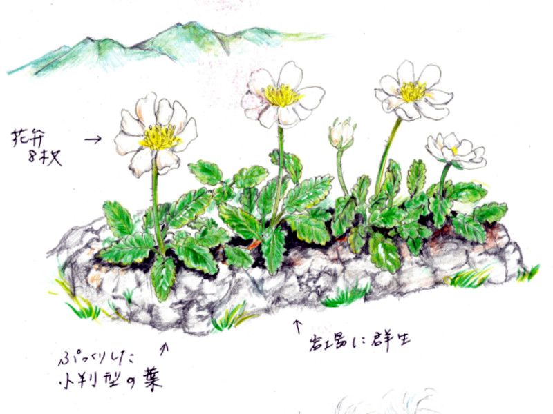 アイスプラント ツブリナ 栽培技術