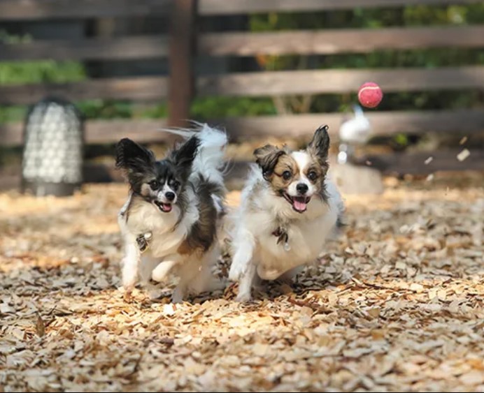 伊豆ドッグカフェ・犬と行けるカフェ13選 犬連れ・ペット同伴可！ランチが人気・大型犬同伴OKのカフェも！ワンコnowa