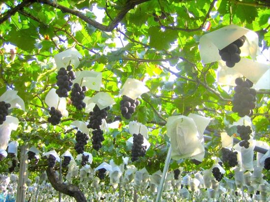 勝沼ぶどう郷駅周辺 駅から徒歩15分以内 1200m子供の遊び場・お出かけスポットいこーよ