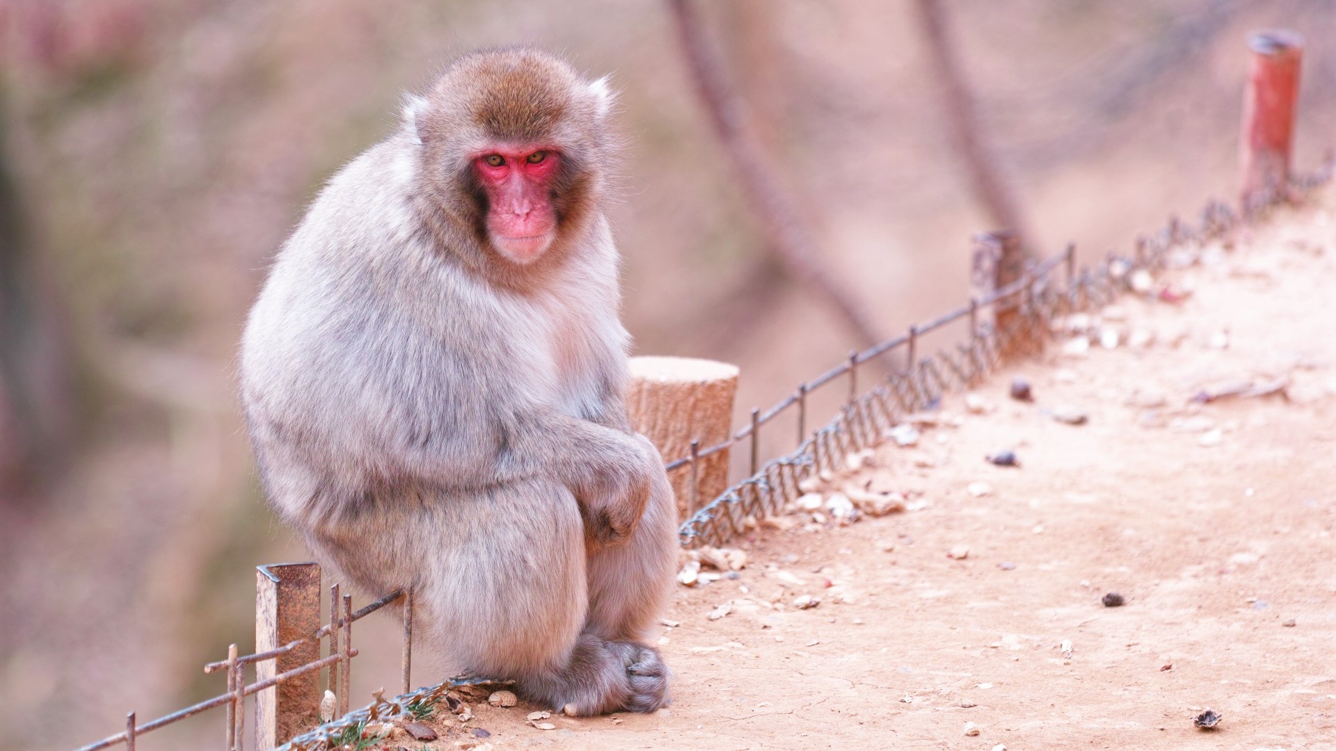 嵐山モンキーパークの料金・営業時間・所要時間について地元人による嵐山観光の手帖