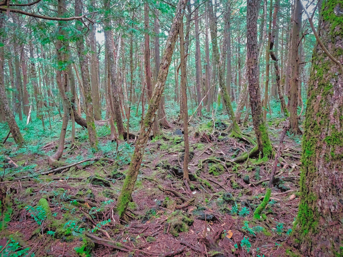 青木ヶ原樹海散策コース富士河口湖町観光情報サイト