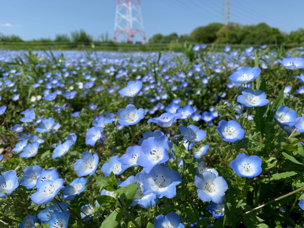 NEMOPHILA、初のカバーEPとライブ映像作品を11 8リリースBARKS