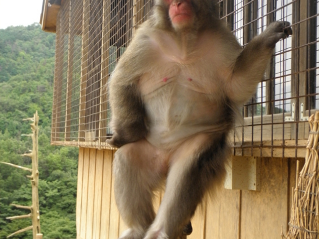 京都市西京区役所：Arashiyama Monkey Park Iwatayama