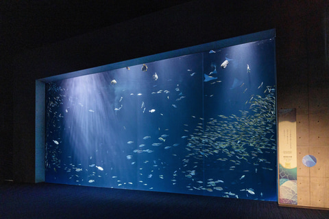 AutumnSpecial企画 水族館ウェディング Aquarium