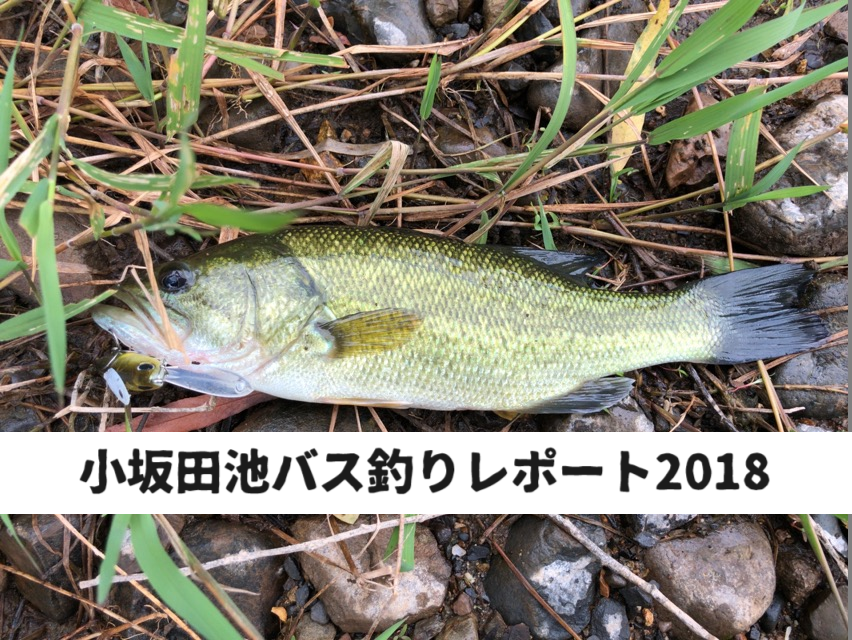 避暑釣行、みどり湖 田川浦湖 、聖湖ヘラブナ釣りや淡水の小物釣り