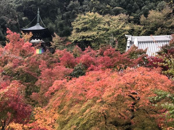 高台寺3施設、永観堂禅林寺の招待券の通販 by ドラ家ラクマ