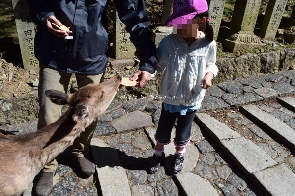 京都の幼児 3～5歳 におすすめの観光スポット12選いこーよニュース