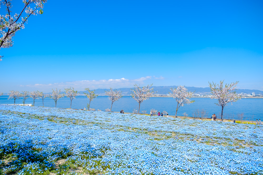 大阪まいしまシーサイドパーク Osaka Maishima