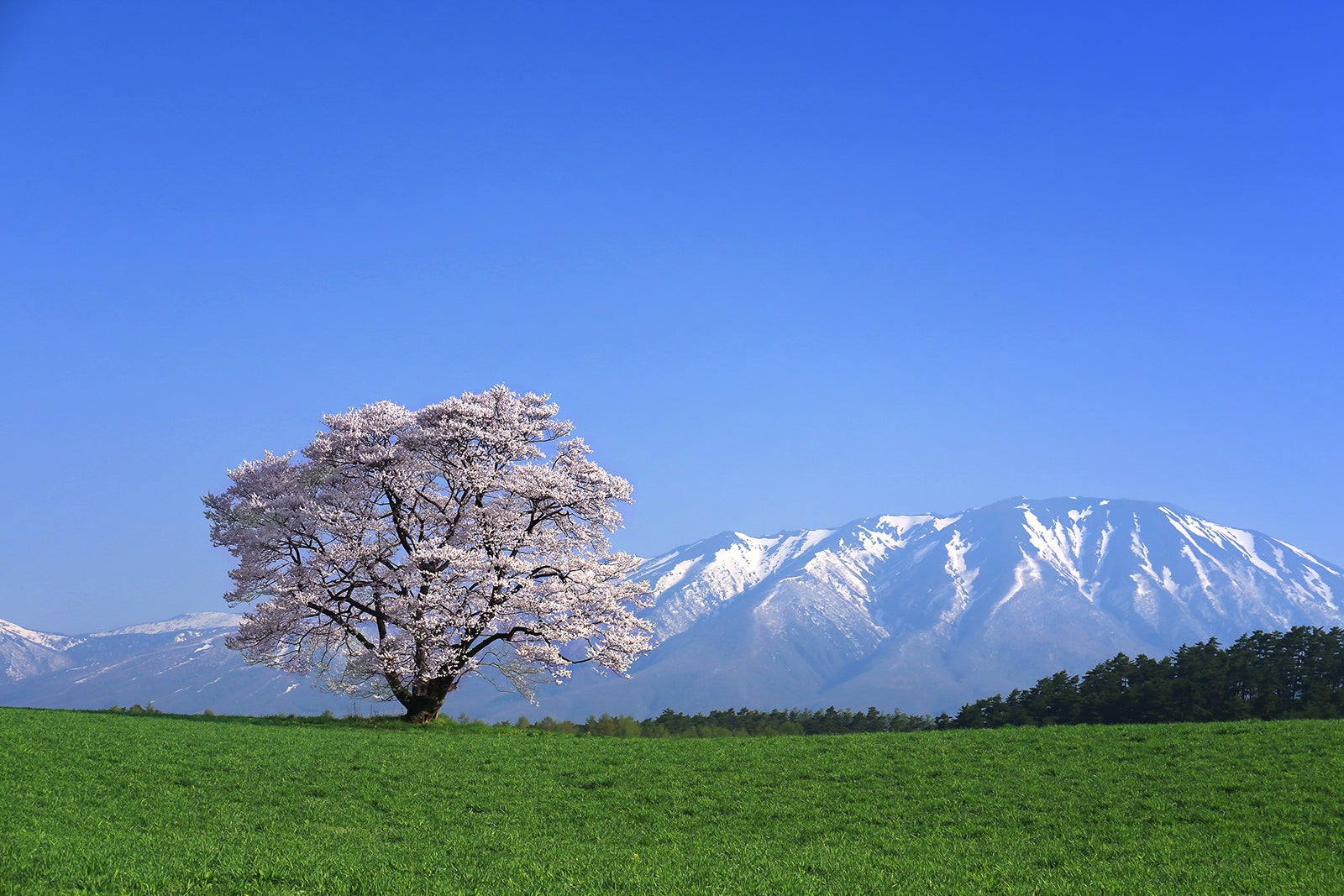 2025年・関東 クルマで行く人気＆穴場のお花見スポット11選 - カーライフ通信 -