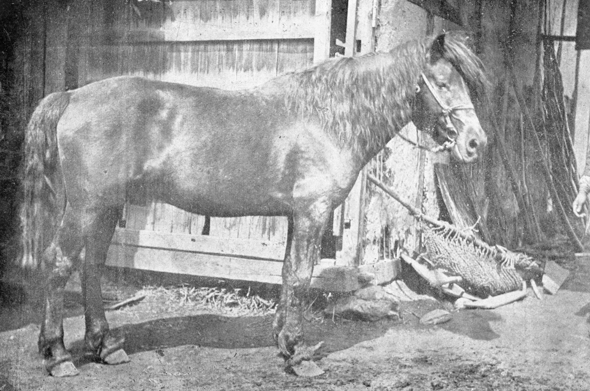 長野県木曽郡の森林経営管理制度運営における広域連合の役割