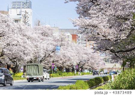播磨坂の桜並木東京都文京区のおすすめ観光・レジャースポット旅色