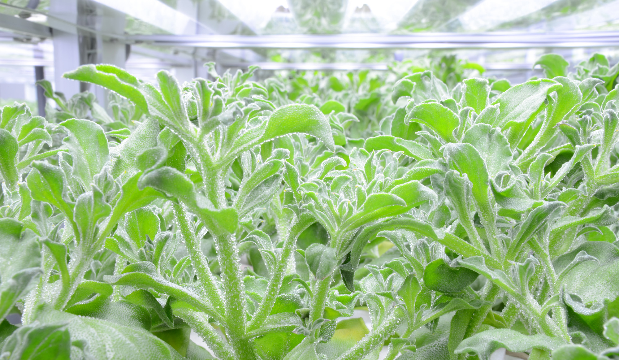 アイスランドの人気都市5選！レイキャビクやアクレイリなどを徹底解説NEWT ニュート