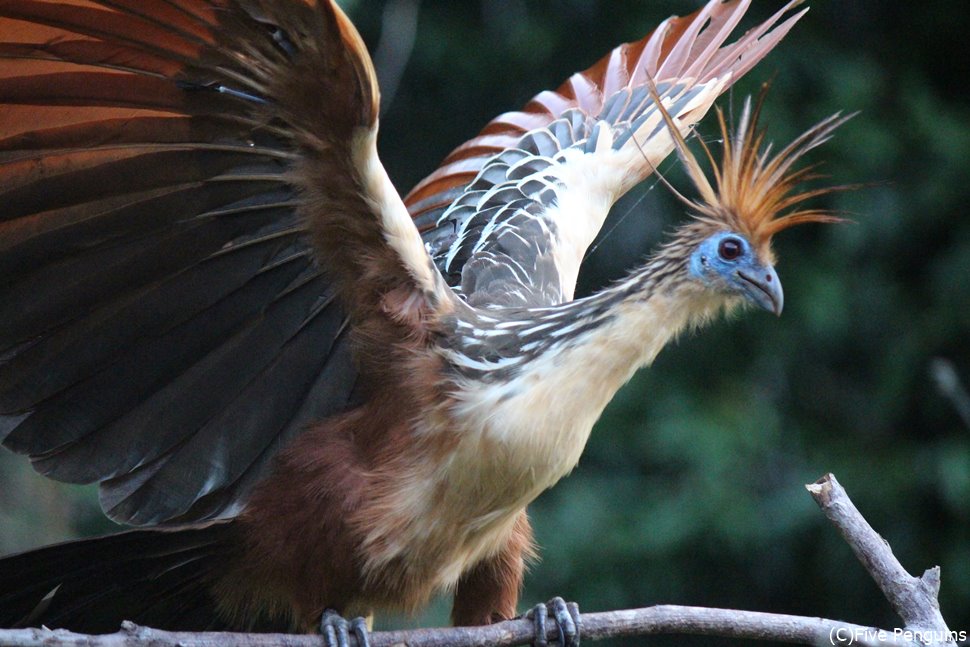 ボリビアの基本情報と観光ガイド・有名観光スポット地球の歩き方